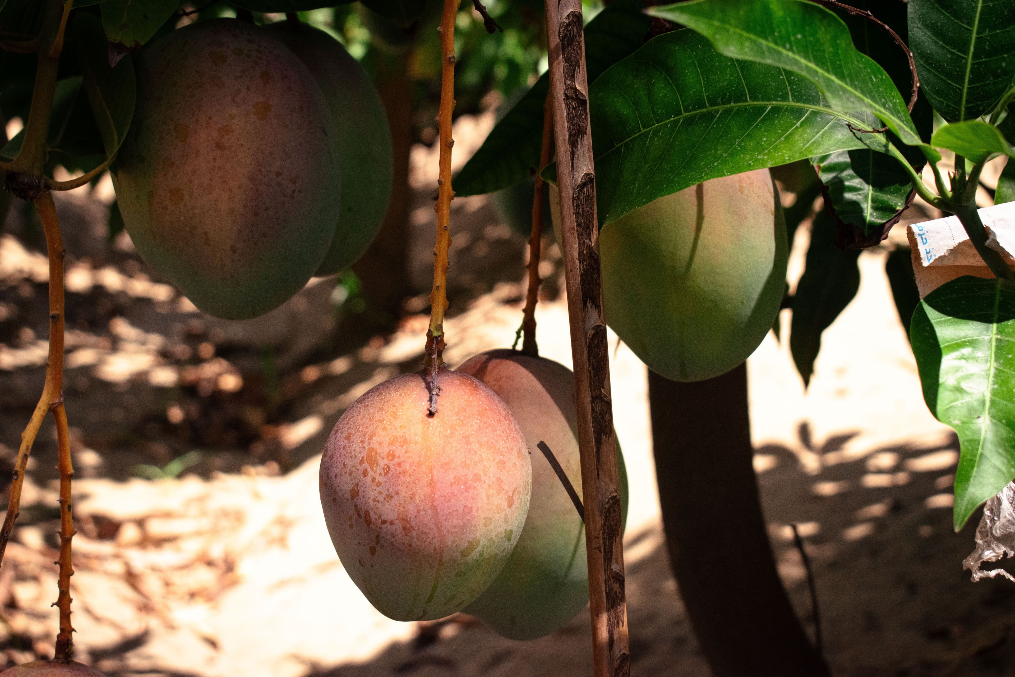 Mango